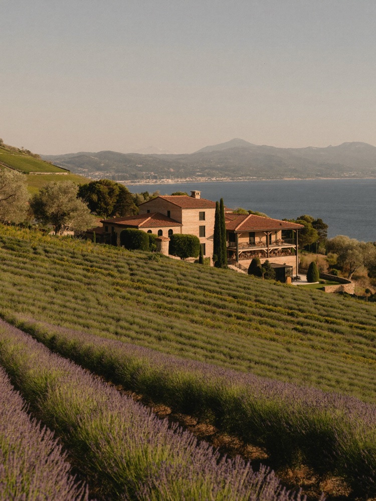 Ramatuelle vineyard in summer with a view of the Mediterranean Sea in the distance